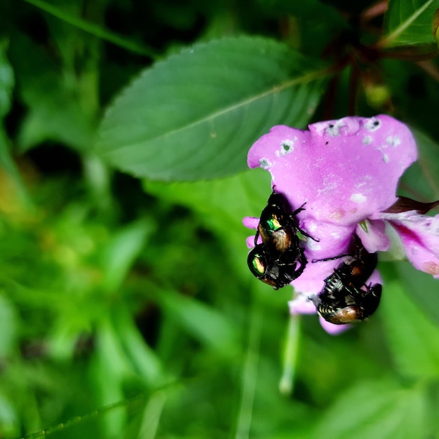 Insetto sul fiore Bellezza dello sfondo della foto di alta qualità