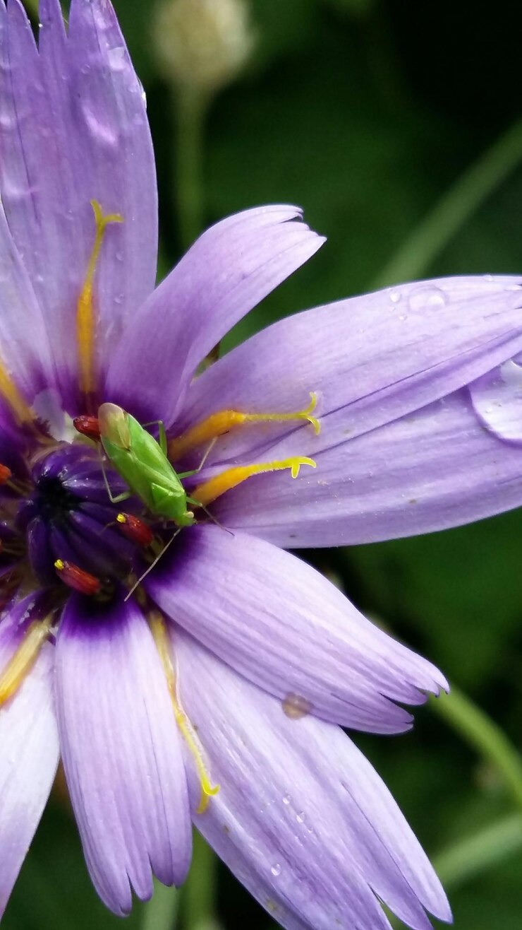Foto insetto sul fiore