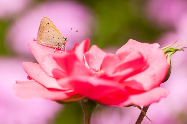 insetto sul fiore