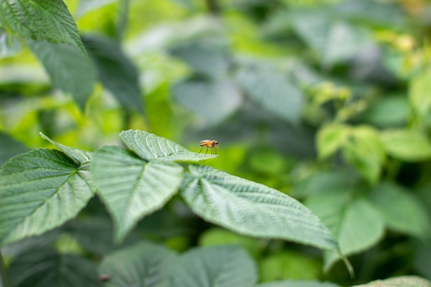 Insetto sulla foglia di lampone verde in giardino