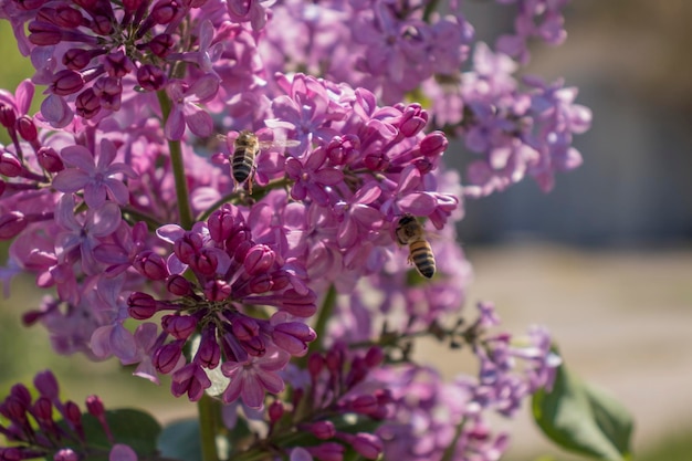 Insetto sullo sfondo di un cespuglio di lilac