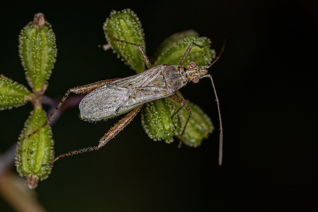 Insetto vegetale adulto senza profumo della famiglia Rhopalidae