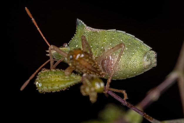 Insetto verde adulto della specie Diceraeus melacanthus