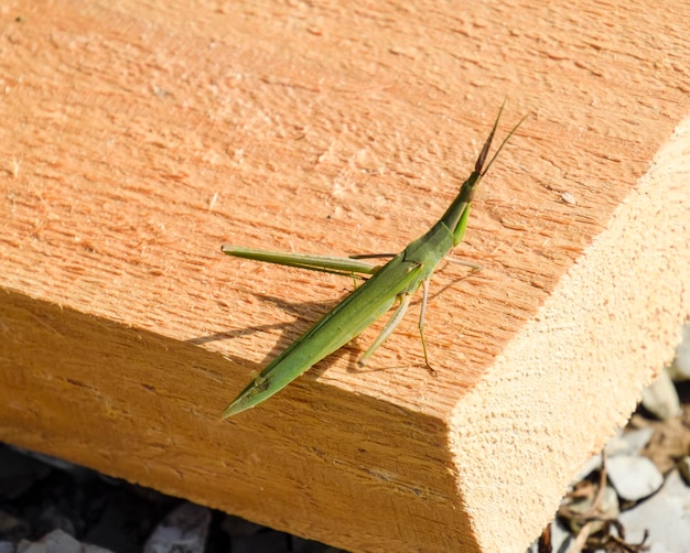 Insetto verde dell'ala della locusta Parassita delle colture agricole