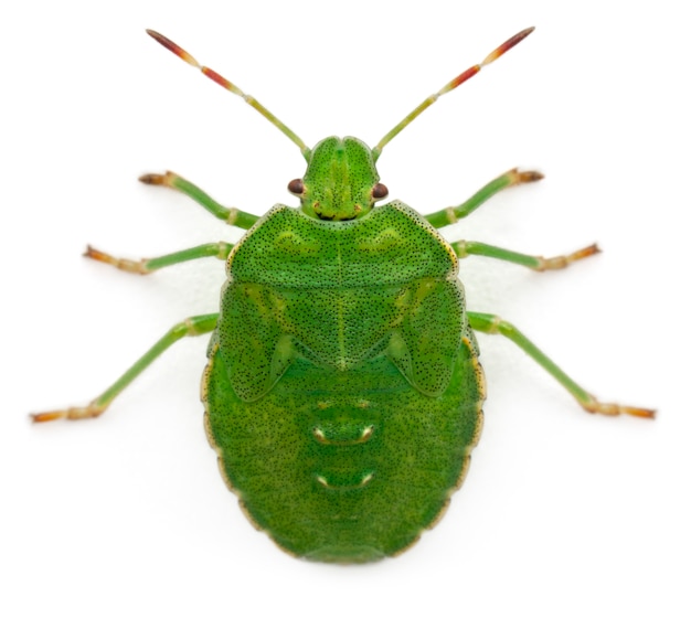 Insetto verde dello scudo - prasina di Palomena, isolato su bianco