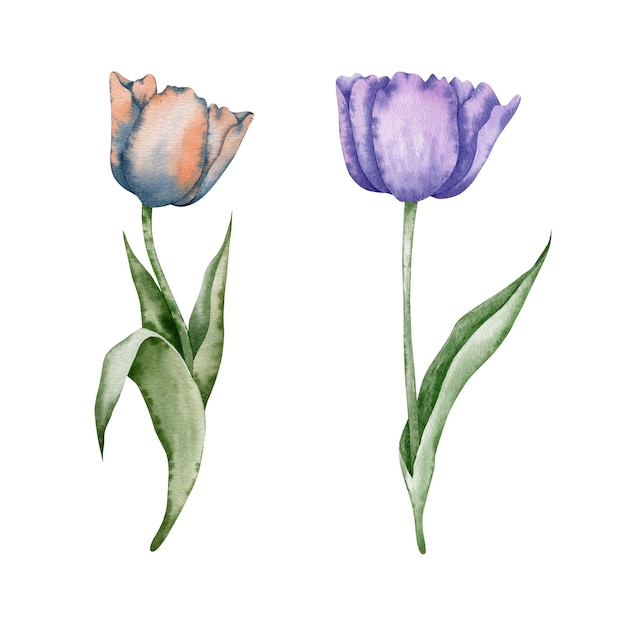 Insieme dei fiori del tulipano isolati su fondo bianco, illustrazione dell'acquerello.