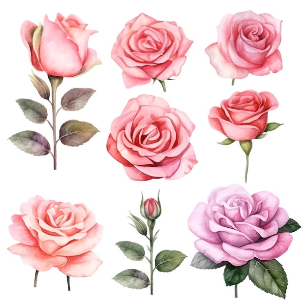 Insieme del fiore delle rose dell'acquerello su priorità bassa bianca