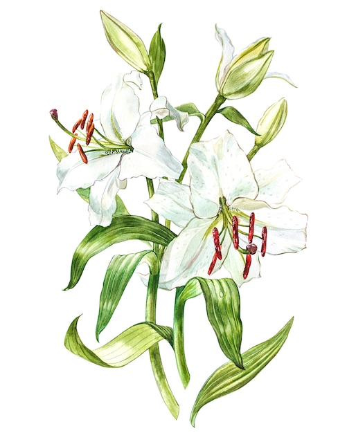 Insieme dell'acquerello dei gigli bianchi, illustrazione botanica disegnata a mano dei fiori isolati su un bianco.