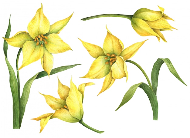 Insieme dell'acquerello di tulipani gialli isolati su bianco