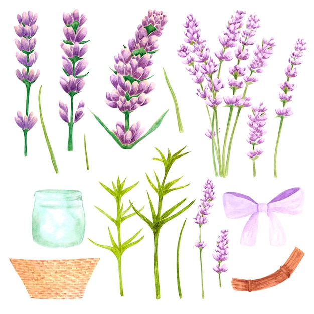 Insieme dell'acquerello disegnato a mano di fiori e foglie di lavanda