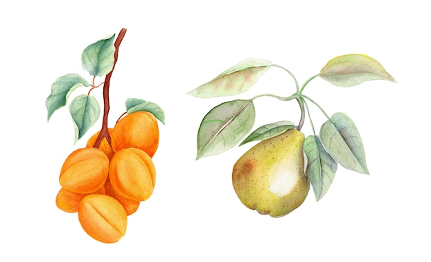 Insieme dell'illustrazione botanica dell'acquerello d'annata di frutti