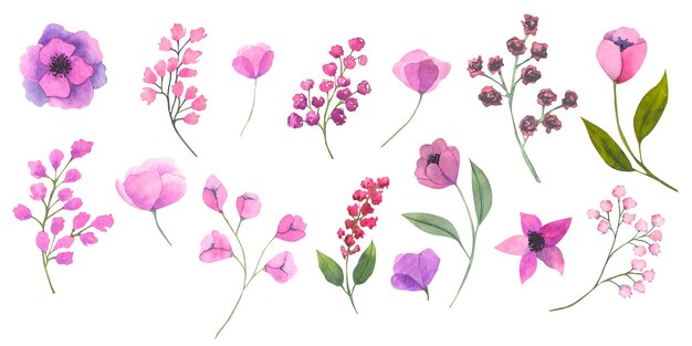 Insieme dell'illustrazione botanica disegnata a mano dei fiori dell'acquerello di fiori e foglie nel colore magenta