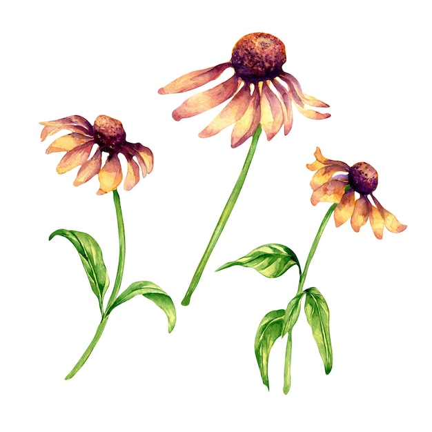 Insieme dell'illustrazione dell'acquerello del coneflower dei fiori porpora del prato su fondo bianco