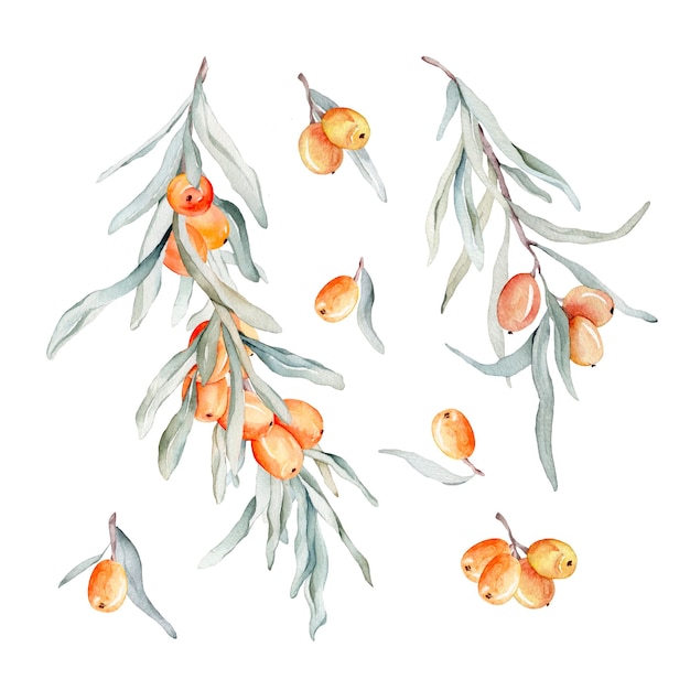 Insieme dell'illustrazione dell'acquerello di bellissimo olivello spinoso arancione per una vita sana e sfondo di design