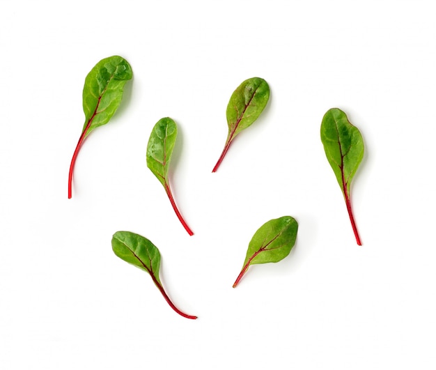 Insieme delle foglie verdi fresche della bietola o delle foglie dell'insalata della barbabietola su fondo bianco.