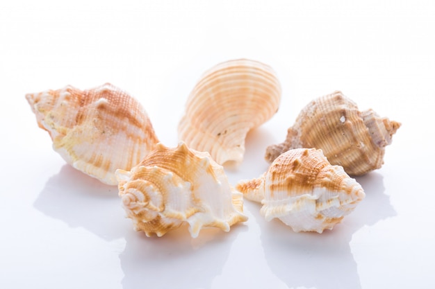 Insieme di varie coperture del mollusco isolate su fondo bianco