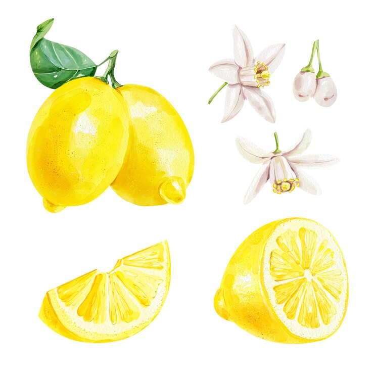 Insieme realistico dell'acquerello di un limone con fiori di foglie e fette di limone su sfondo bianco