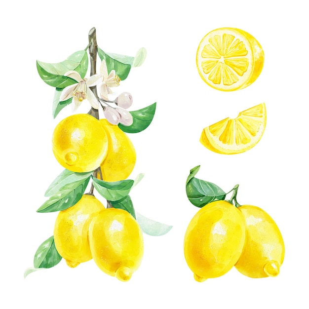 Insieme realistico dell'acquerello di un ramo di limone con foglie e fiori di fette di limone su sfondo bianco