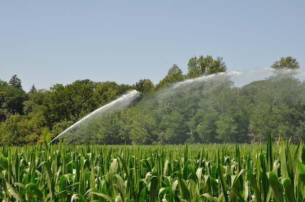 Installazione di irrigatori ad acqua in un campo