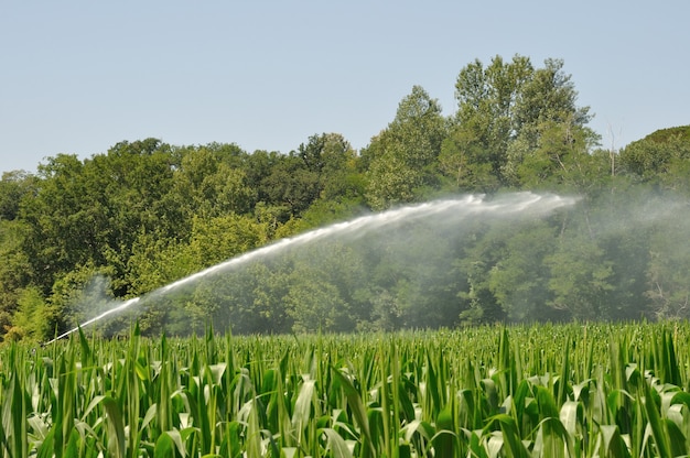 Installazione di irrigatori ad acqua in un campo