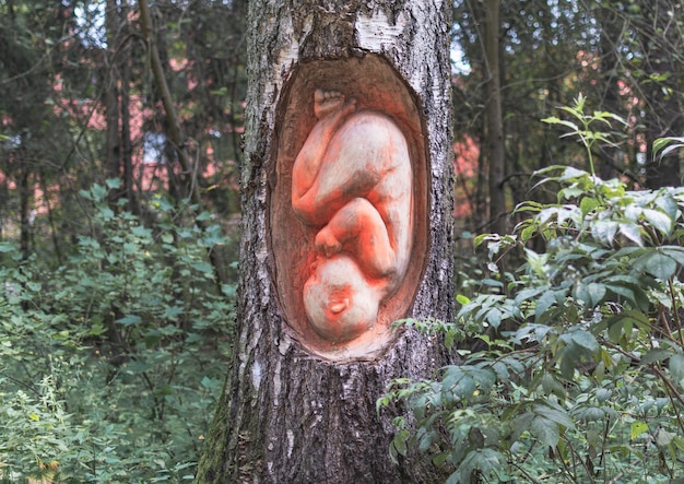 installazione nel tronco di un albero del feto di un bambino in un parco di Helsinki