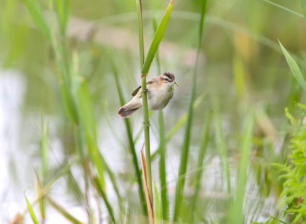 Instancabile silvia (Acrocephalus schoenobaenus) mantiene il cibo per i suoi pulcini nel becco