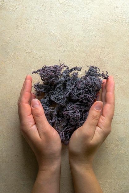 Integratore alimentare salutare di muschio marino essiccato viola ricco di minerali e vitamine