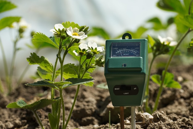 Intensità luminosa dell'umidità del suolo e misuratore di prova del pH tra le piante di fragole in fiore.