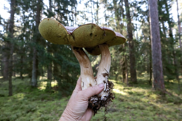 Interessante fungo due gambe con un cappuccio fuso in mano sullo sfondo del primo piano della vista laterale della foresta