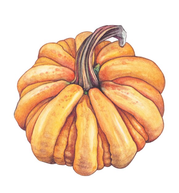 interessante zucca arancione disegno acquerello