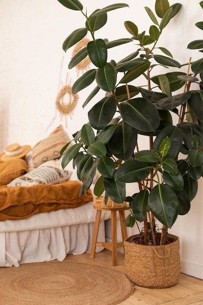 interno boho della camera da letto con un ficus