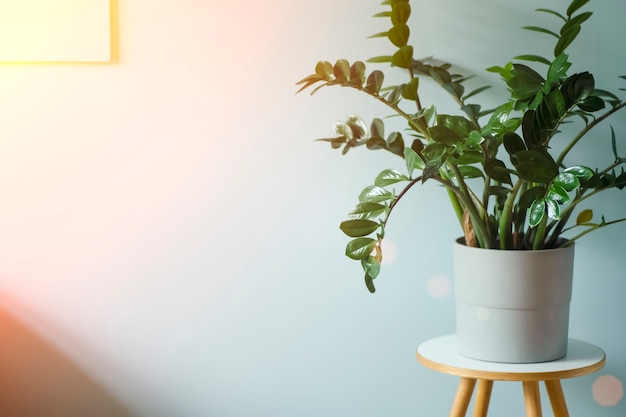 Interno con interni di luce blu per piante domestiche con parete blu vuota e pulita e grande pianta verde