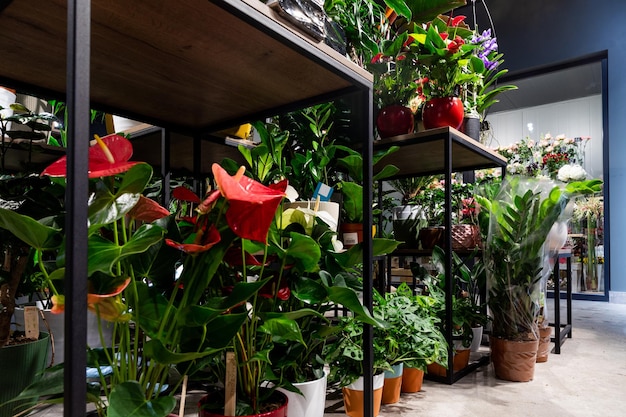 Interno del negozio di fiori con piante in vaso sugli scaffali