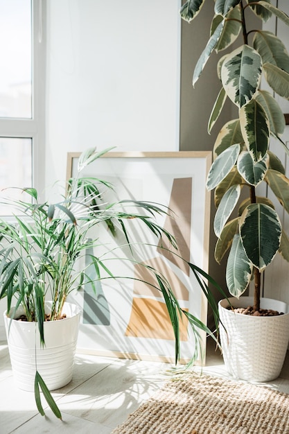 Interno di casa accogliente con ficus verde fresco e pianta di chamaedorea