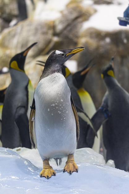 Intero aereo del pinguino reale Aptenodytes patagonicus in cattività