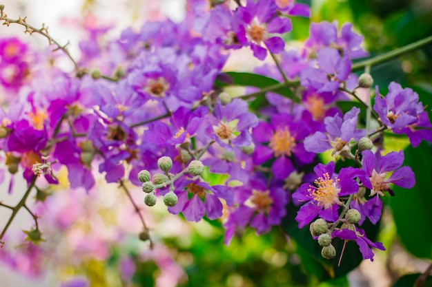 Inthanin, fiore della regina, grande albero con bellissimi fiori viola.