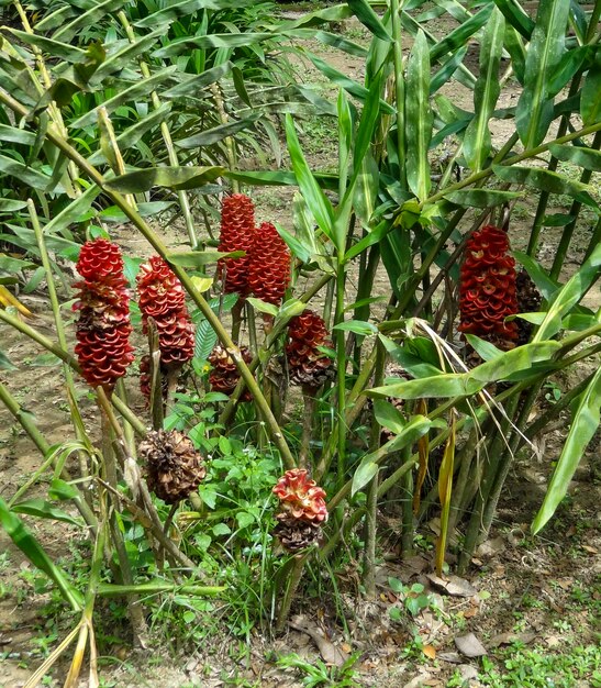 intorno a Taman Negara in Malesia