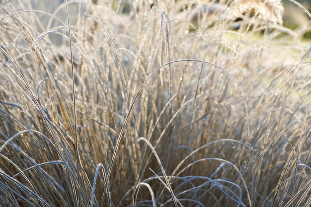 Inverno al laghetto in un bellissimo giardino naturale