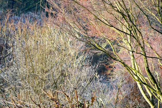 Inverno al laghetto in un bellissimo giardino naturale