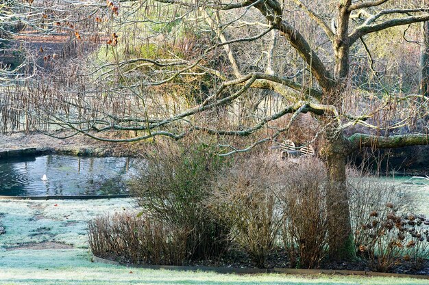 Inverno al laghetto in un bellissimo giardino naturale