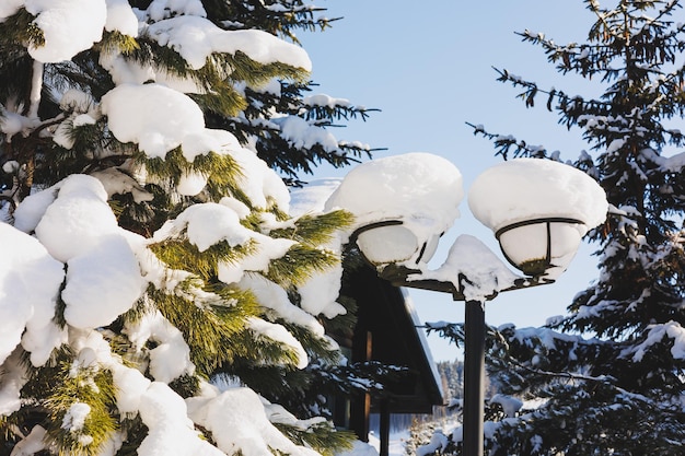 Inverno alberi di Natale innevati sullo sfondo del cielo blu Paesaggi invernali