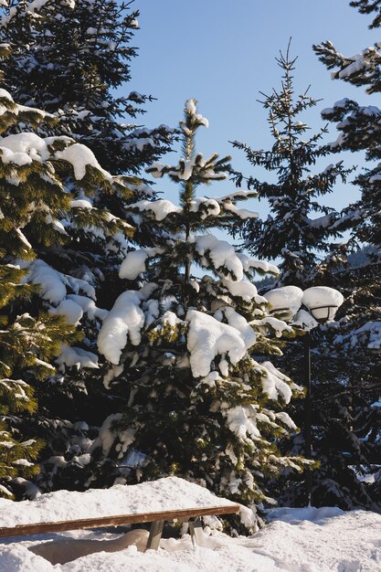 Inverno alberi innevati sullo sfondo del cielo blu Paesaggi invernali