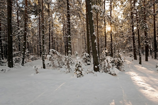 Inverno alberi