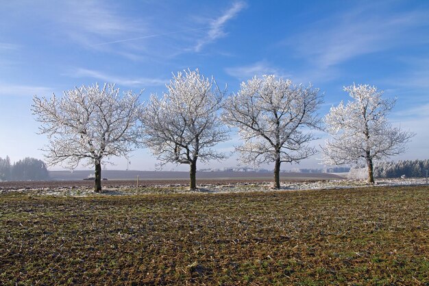 Inverno alberi