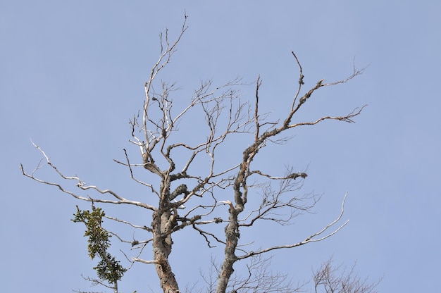 inverno albero foglia stagione uno