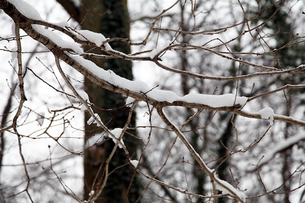 inverno, albero,