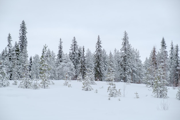 Inverno bellissimo paesaggio con alberi coperti di brina