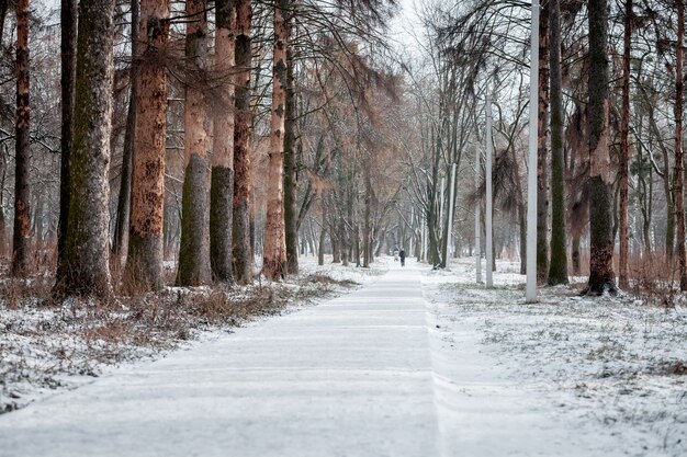 Inverno bianco nel parco