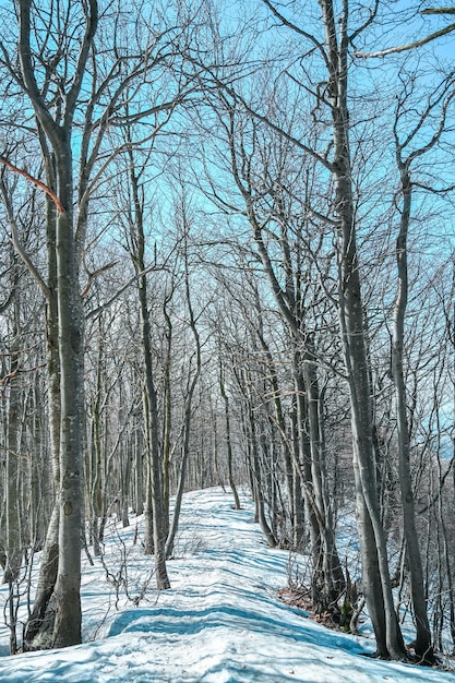 Inverno bosco innevato nelle montagne Fatra picco Klak Slovacchia Alberi si presenta come in Giappone