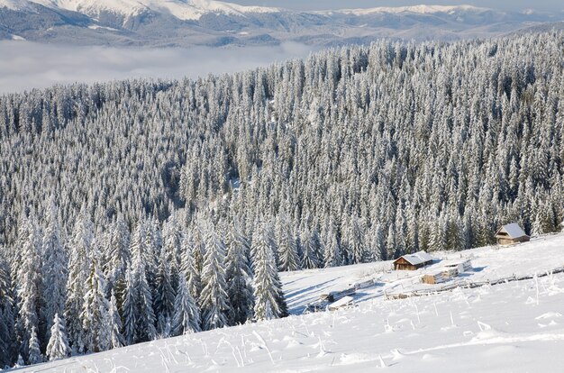 Inverno calmo paesaggio di montagna con alcuni gambi coperti di neve in primo piano e capannoni gruppo dietro (vista dalla stazione sciistica di Bukovel (Ucraina) alla cresta di Svydovets)